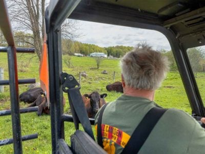 A man drives a tractor around a field with three black cows laying down and munching on grass.