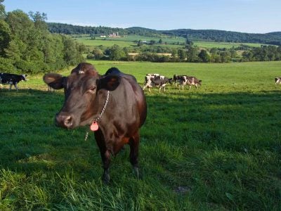 Photo of dairy cows in a pasture