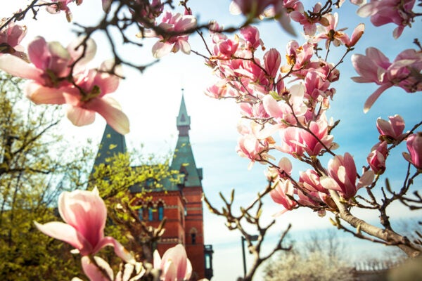 Magnolia flowers in the foreground on a sunny day with the Johnson School's Sage Hall neo-gothic architecture building in the background