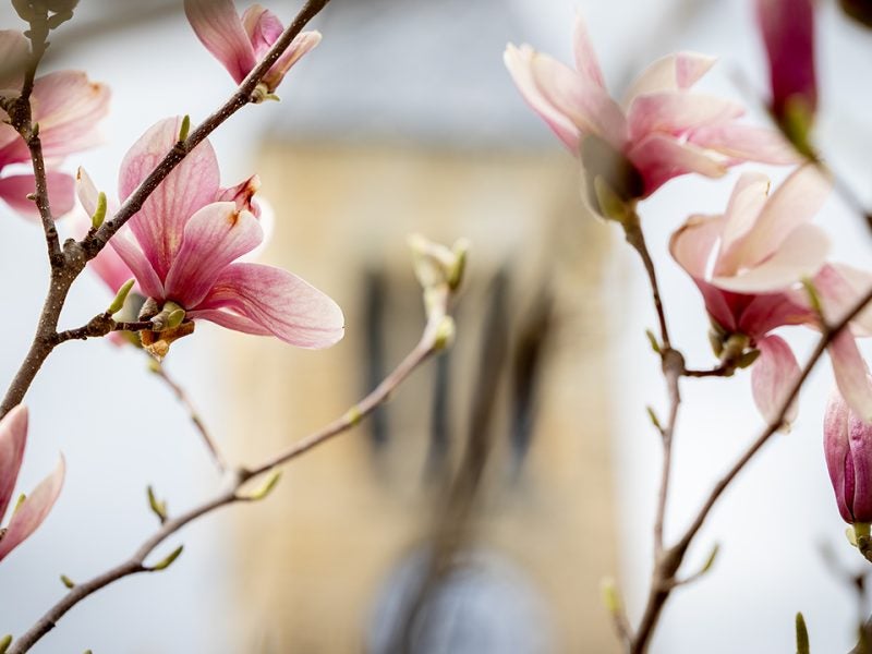 tower with magnolia blossums in front