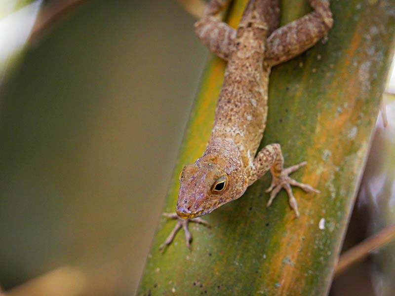 lizard crawling on tree in the El Yunque National Forest