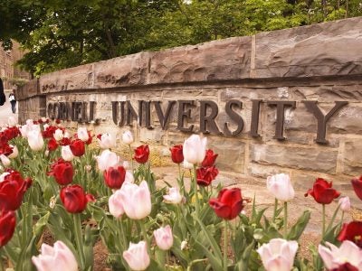 Tulips in front of a stone wall with a Cornell University sign.