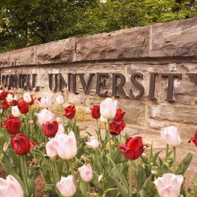 Tulips in front of a stone wall with a Cornell University sign.