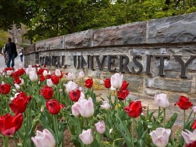Tulips in front of a stone wall with a Cornell University sign.