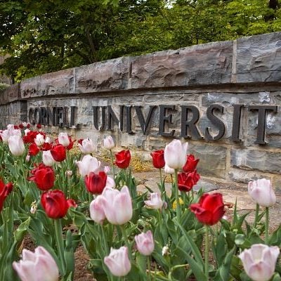 Tulips in front of a stone wall with a Cornell University sign.