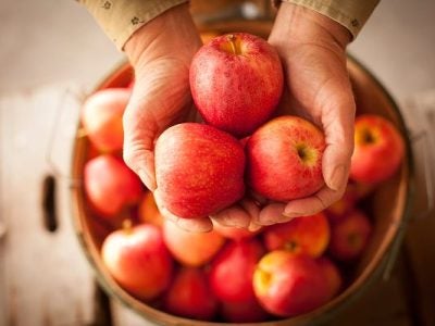 Photo of hands holding apples above a bushel basket.