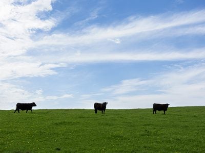 Cattle in the field on the Centerdale Farm in Black River, New York