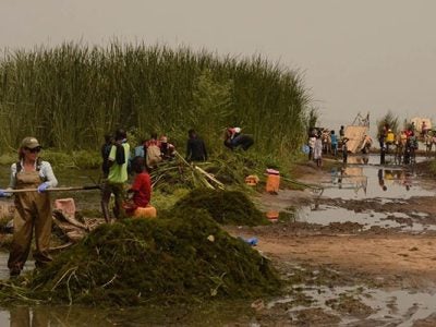 Researchers and community members gather aquatic vegetation, ceratophyllum demersum, from a water access point in northern Senegal.