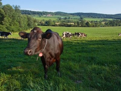 Photo of dairy cows in a pasture