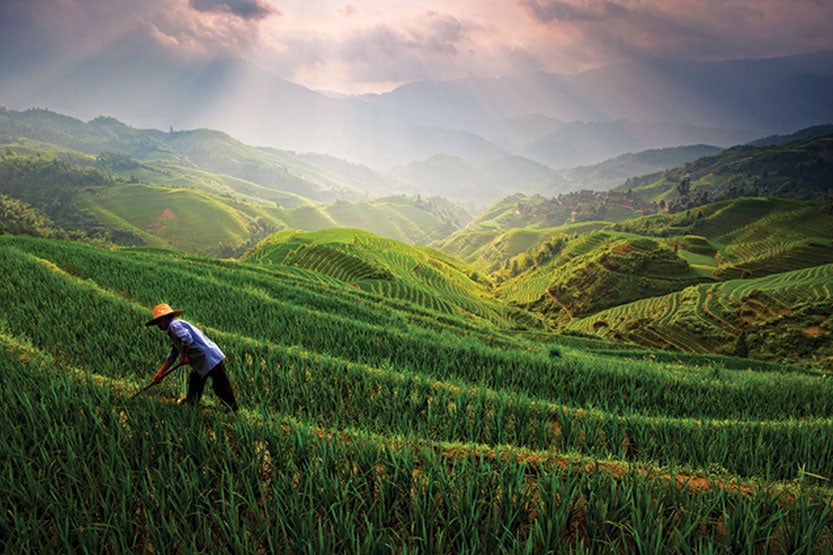 Illustration of farmer in field