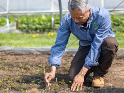 Fred Lee checks the growth of carrots in one of the 18 greenhouses at Sang Lee Farms in Peconic, Long Island.