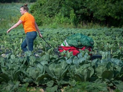 Photo of a woman picking collard greens as part of a food gleaning program