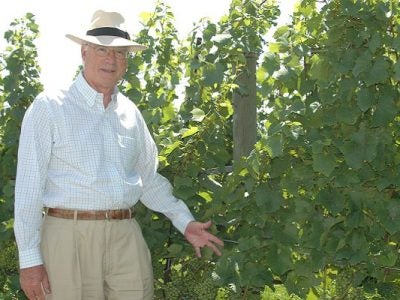 A man in a light beige fedora hat standing in the sun next to grapevines loaded with bunches of grapes.