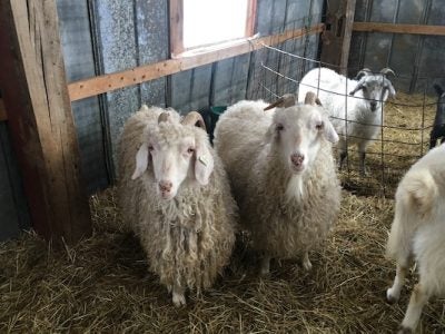 Two goats face the camera in a barn at Laughing Goat Fiber Farm while three goats play in the background