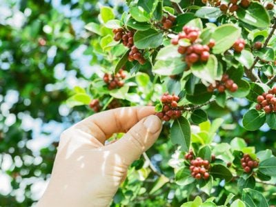 Research Recap: Can shade-grown coffee prevent pest infestations and still be profitable?
