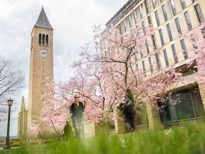 Pink trees in bloom with Cornell clock tower in the background.