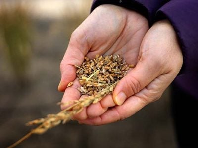 A pair of hands holding seeds