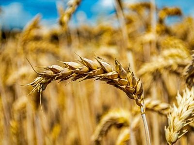 Close up of golden wheat field in bavaria