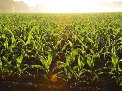 Photo of a corn field
