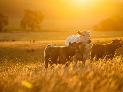Cattle stand in a field of wheat in a golden sunset.