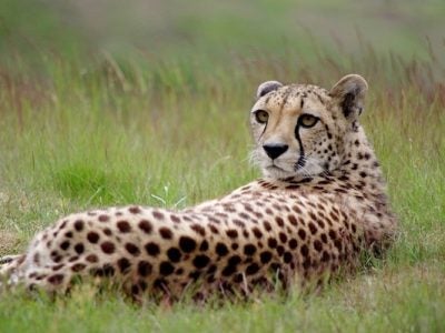 Cheetah in the wild