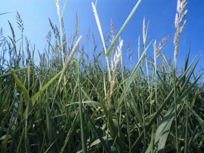 close-up shot of green wheat grass with blue sky in the background.