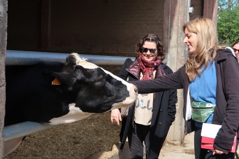 Student petting cow