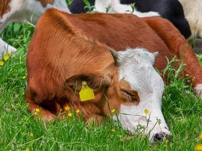 Photo of a cow laying in grass