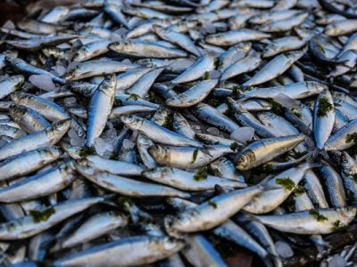 A pile of fish