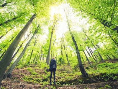 person standing in the woods looking up