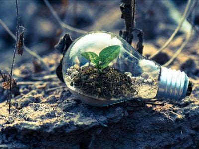 image of a seedling growing in dirt inside a light bulb