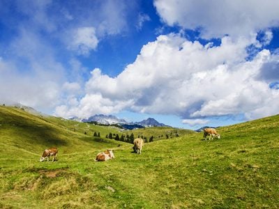 Four cows grazing in the grass