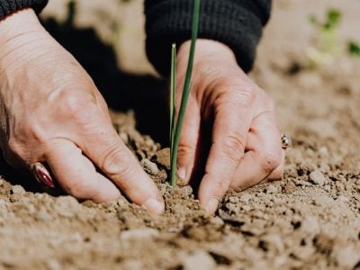 Weathered hands planting green shoot