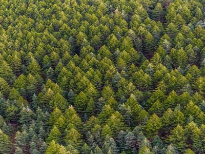 Mass of trees in the forest