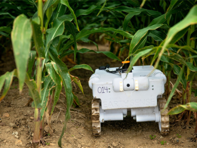 robot moving through corn field