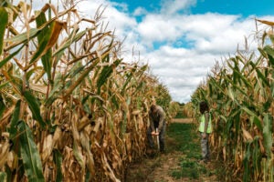 Two people stand in between long rows of tall corn