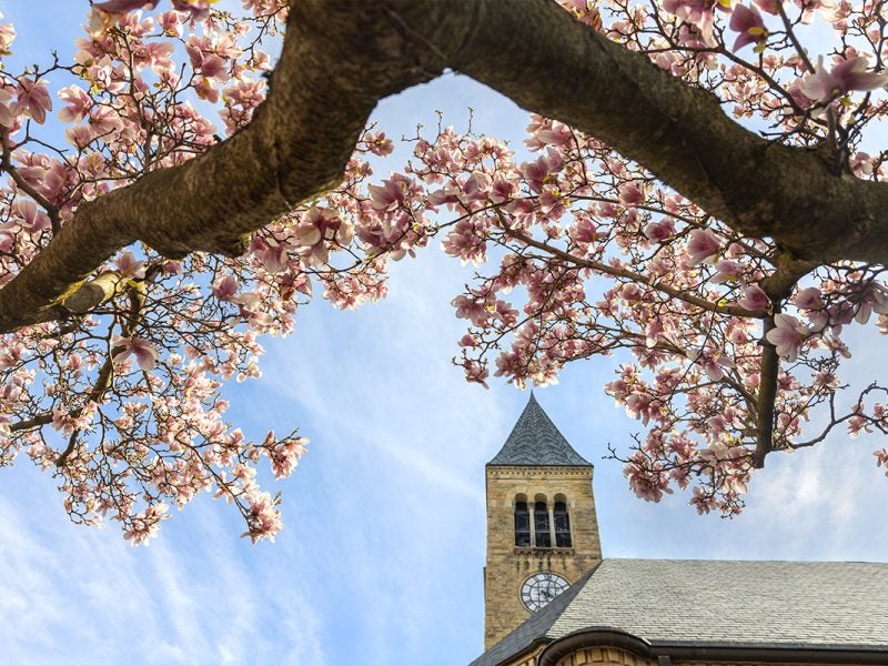 Upward view of a clock tower behind a budding cherry blossom tree branch against a blue sky at Cornell University's campus