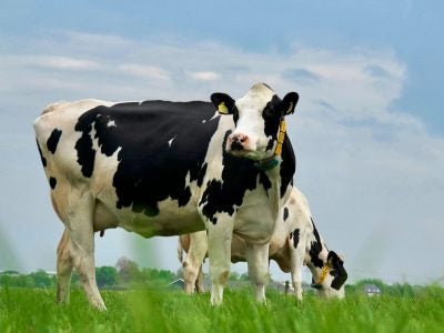 Holstein cows grazing in a lush green pasture under a clear blue sky on a sunny day.