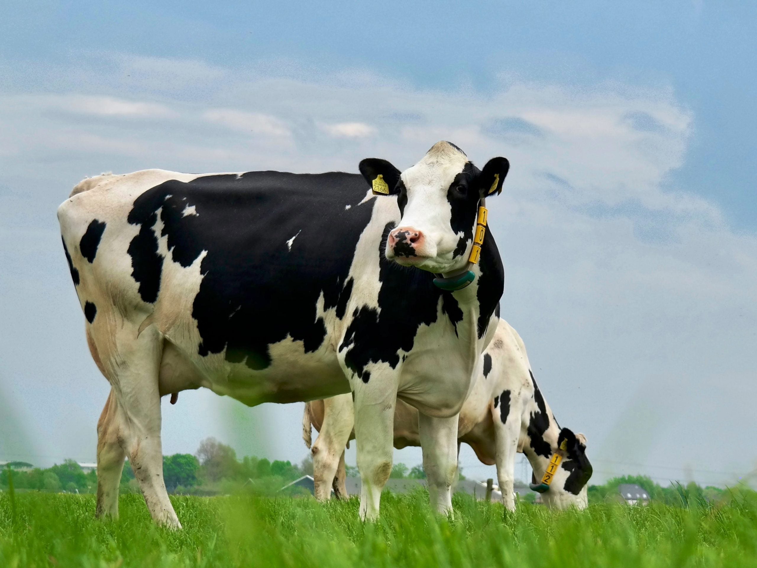 Holstein cows grazing in a lush green pasture under a clear blue sky on a sunny day.