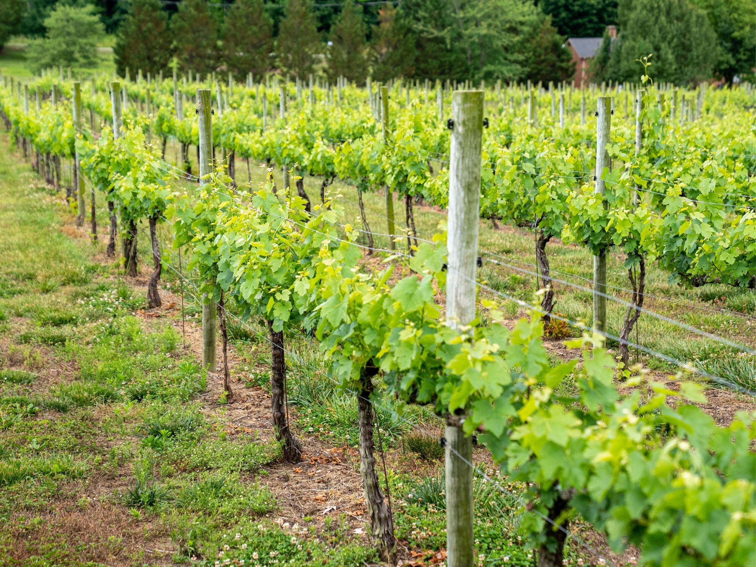 Lush vineyard with grapevines in North Carolina during summer, showcasing viticulture.