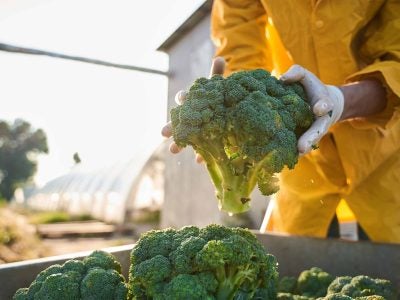 A farmworker holds a head of broccoli.