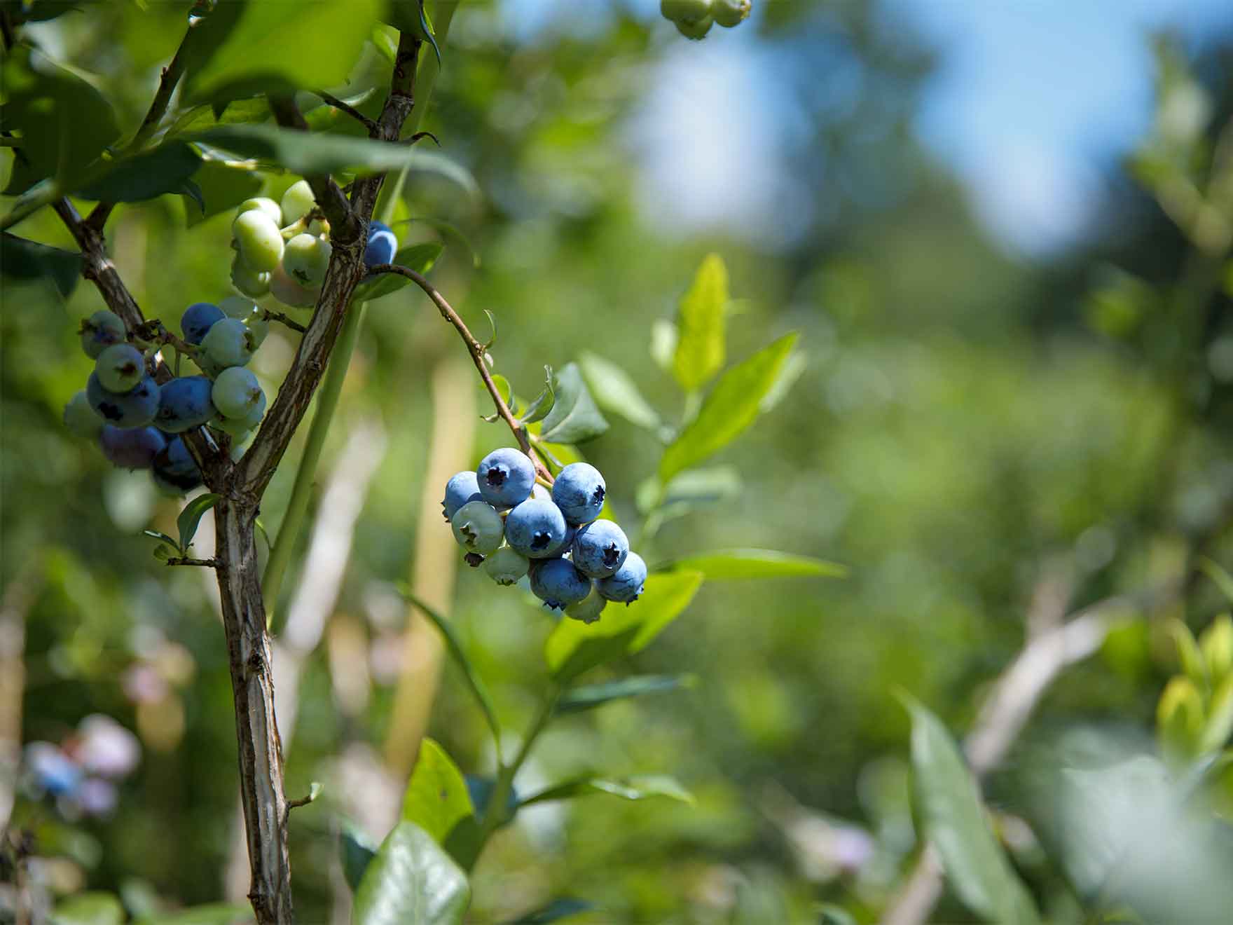 A bunch of blueberries on the bush.