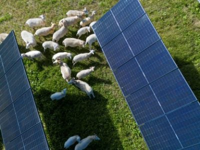 An aerial shot of sheep grazing near solar panels.