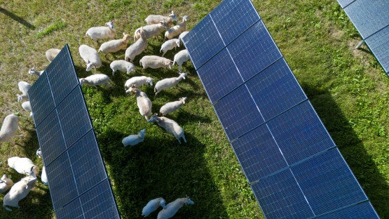 An aerial shot of sheep grazing near solar panels.