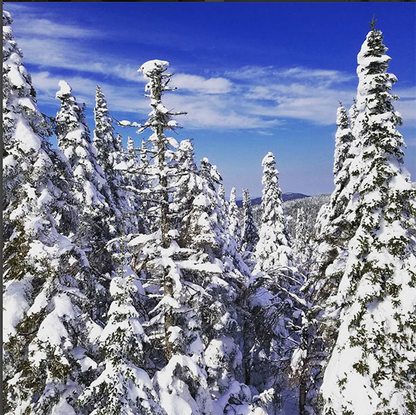 Snow-covered trees in Mt. Tremblant during February break