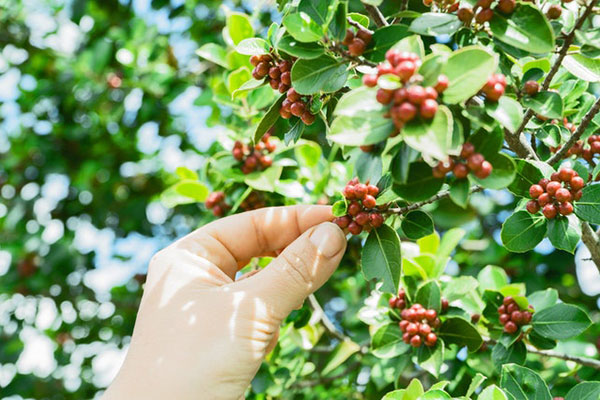 Research Recap: Can shade-grown coffee prevent pest infestations and still be profitable?