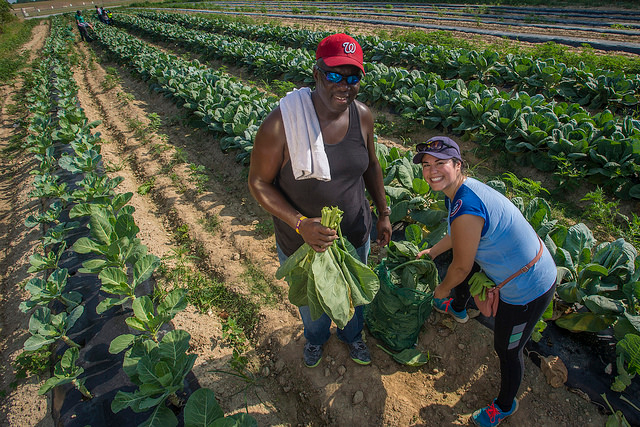 Photo of two volunteers in a collard greens field