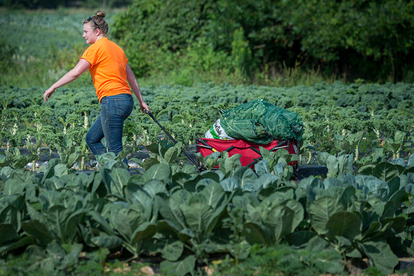 Gleaning to reduce food waste and food insecurity in America – Cornell ...