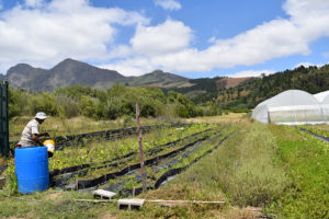 Photo of a field at the farm