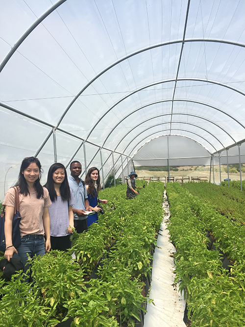 Photo of students in the hydroponic tunnel